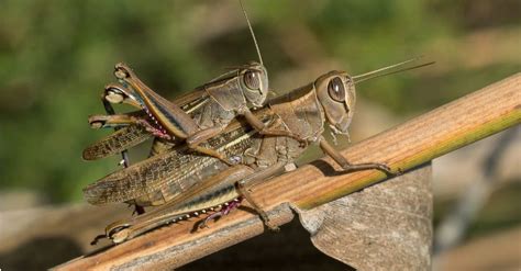 What Do Grasshoppers Eat? - A-Z Animals