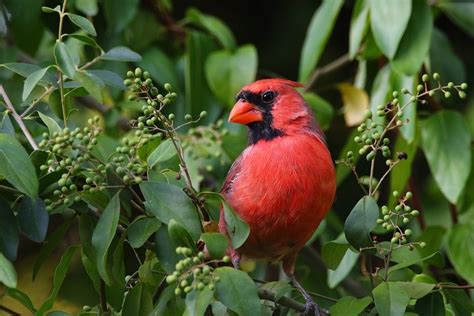 10 Brilliant Facts About the Northern Cardinal