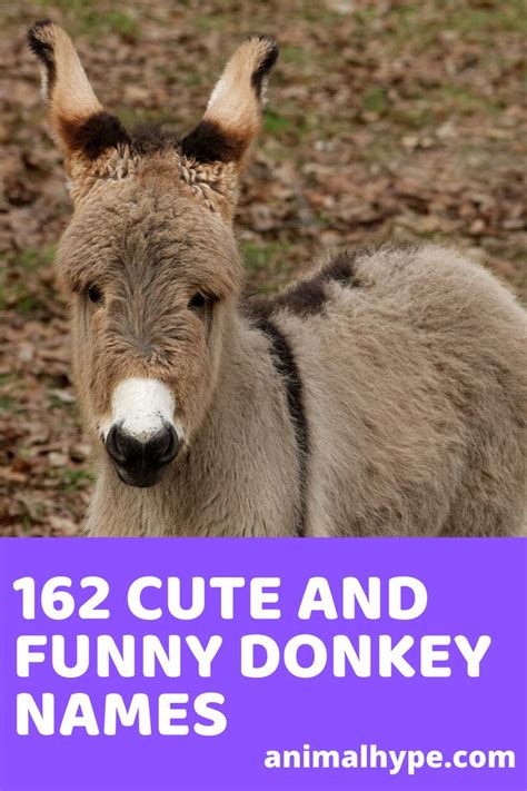 Cute & Funny Donkey Names | Baby donkey, Cute donkey, Donkey