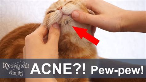 Feline Acne Home Treatment - Homemade Ftempo