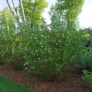 Red Stem Dogwood: The Stunning Shrub That Will Brighten Up Your Winter ...