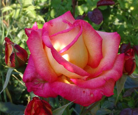 File:Rose flower-pinkish.jpg - Wikimedia Commons