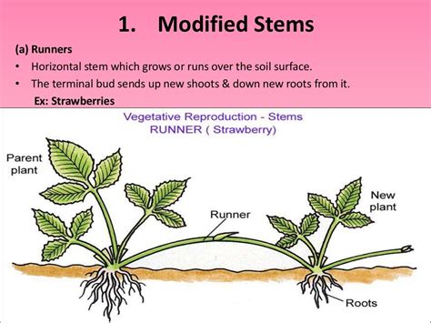 Asexual Reproduction In Plants Diagram