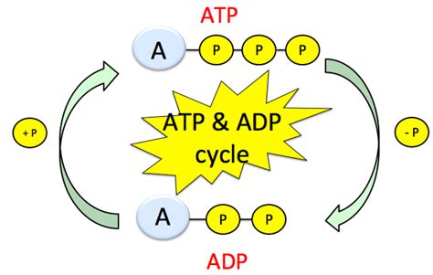 Where Does Energy Come From? ATP And ADP Cycle Explained!