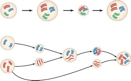 polyploidy.html 24-Polyploidy.jpg