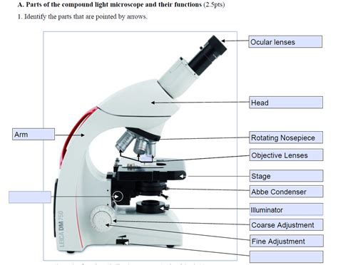 Solved A. Parts of the compound light microscope and their | Chegg.com