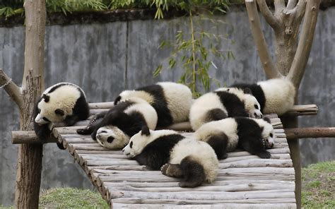 Sleeping pandas wallpaper | 2560x1600 | #14248