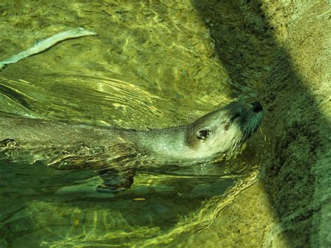 Close-up of Playful North American River Otter Stock Image - Image of ...