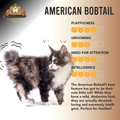 All About The American Bobtail