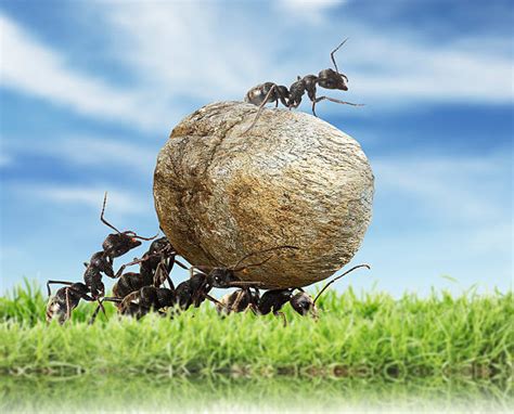 Royalty Free Ants Working Together Pictures, Images and Stock Photos - iStock