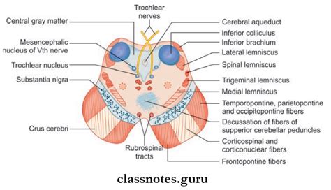 Brainstem Question And Answers - Class Notes