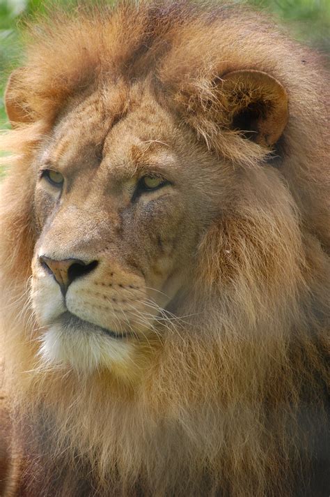 Linton Zoo: Lion | Lion at Linton Zoo | Chris Humphries | Flickr