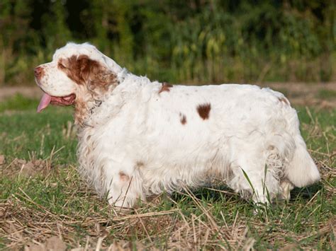 Get to Know the Clumber Spaniel: the British Gentleman's Hunting Dog