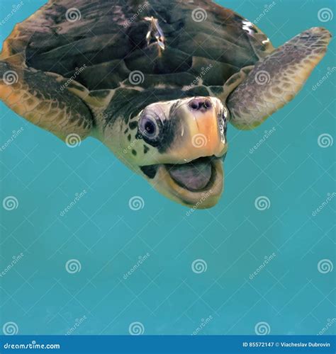 Close Photo of Smiling Sea Turtle in Water. Olive Green Turtle Swimming in Pool Stock Image ...