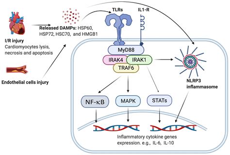 Interleukin Receptor Associated Kinase 1 Signaling and Its Association ...