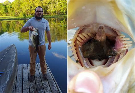 This crazy photo of a mole-eating bass is real | WTF!? | Earth Touch News