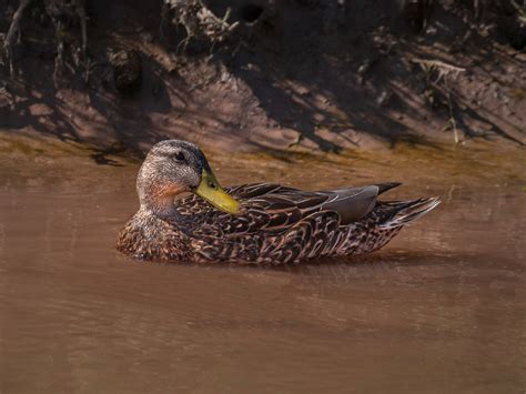 Mexican Duck | Mexican Birds.org