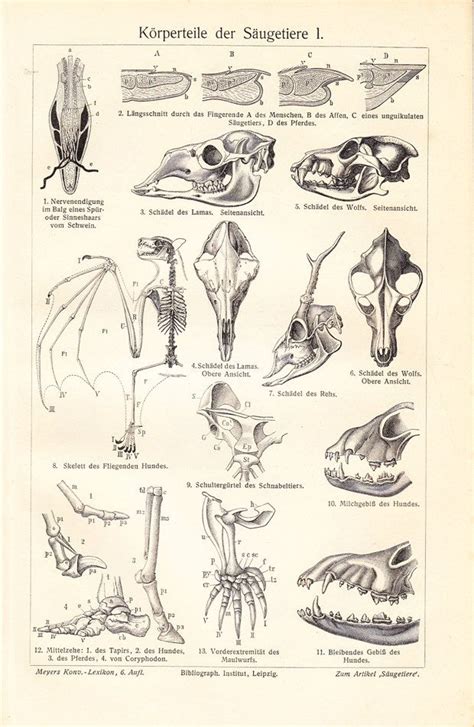 1908 Antique ANIMAL ANATOMY print , body parts of mamals, bat skeleton, skull, brain, internal ...