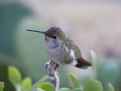 Free photo: hummingbird, baja california, dinky | Hippopx