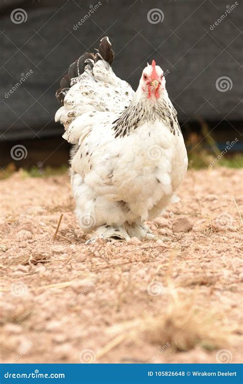 Giant Chicken Brahma Standing on Ground in Farm Area Stock Photo ...