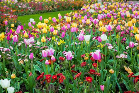 Colorful spring summer garden, flowers 7841260 Stock Photo at Vecteezy