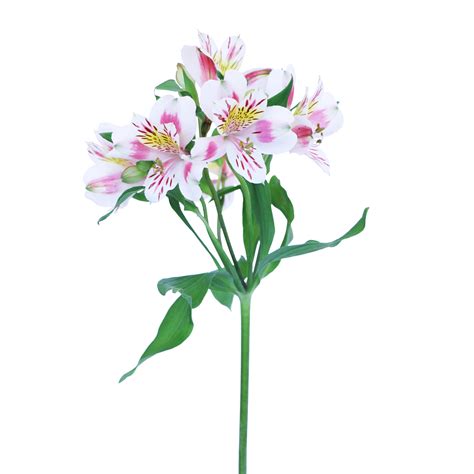 Pink and White Alstroemeria - Wholesale Flowers & DIY Wedding Flowers