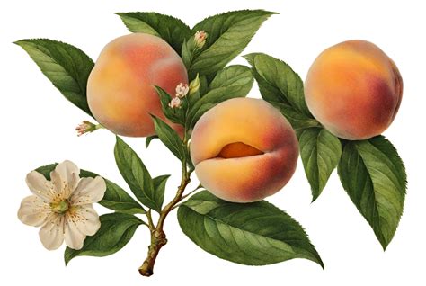 Vintage Branch With Peach Fruit Free Stock Photo - Public Domain Pictures