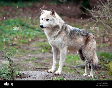 Canadian timber wolf, standing Stock Photo - Alamy