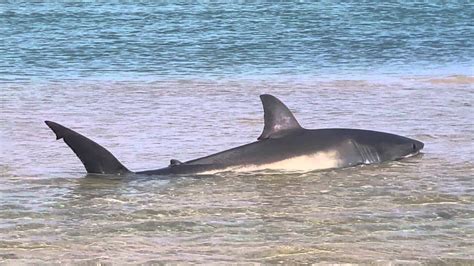 Original Footage! GREAT WHITE SHARK BEACHED IN CAPE COD July 13, 2015 ...