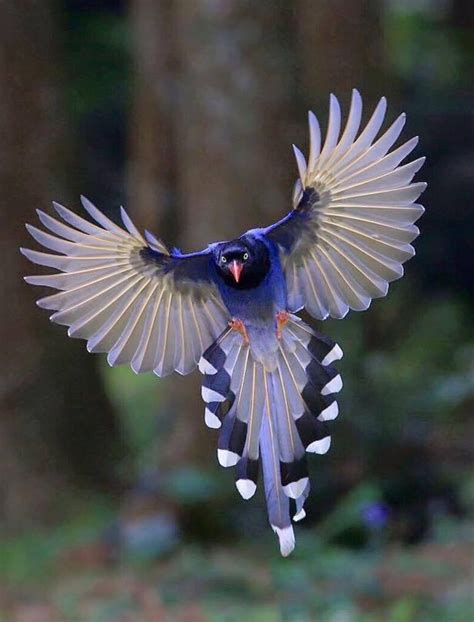 PsBattle: This Angry Magpie : photoshopbattles