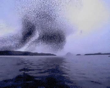 Murmuration GIFs - Find & Share on GIPHY