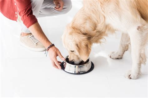 Diatomaceous Earth for Dogs: Uses, Benefits, and More! - Veterinarians.org