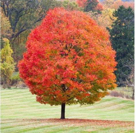 sugar maple tree - west virginia’s state tree | Belos jardins ...