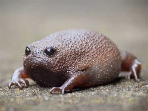 Meet African Rain Frogs That Look Like Angry Avocados And Have The Most ...