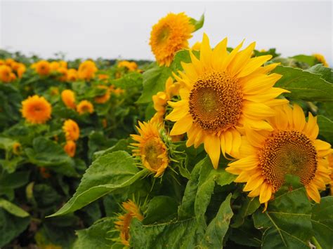 Why You Should Visit a Sunflower Farm - Wanderlust on a Budget