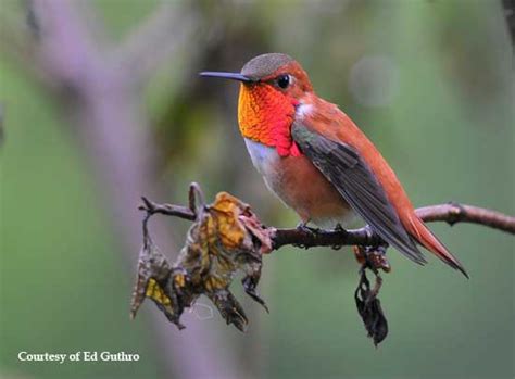 Stop Feeding Hummingbirds. When to take down your hummingbird feeders.