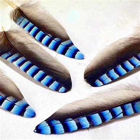 Blue Jay Feathers - Etsy