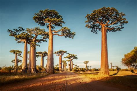 What is it about baobab trees that makes them so captivating? • Earth.com