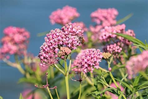 8 Different Types of Milkweed (Photos) - Garden Lovers Club