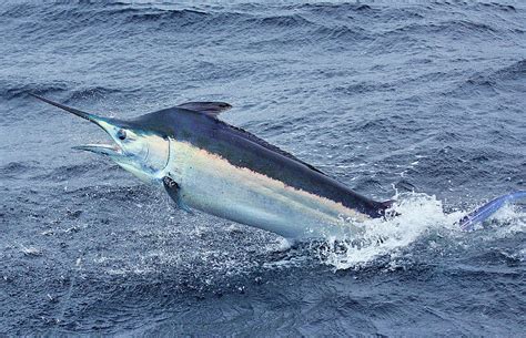 Atlantic White Marlin Information and Picture | Sea Animals