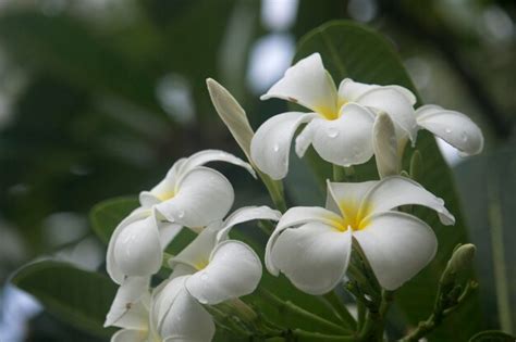 Premium Photo | White plumeria flowers are blooming on the tree