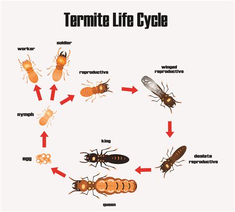 Baby termites: Everything You Need To Know - Pest Control Gurus