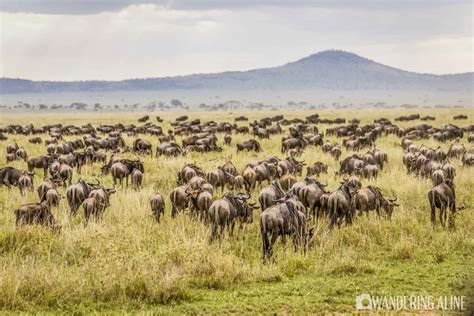 Images Of Wild Animals In Africa