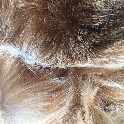 Free Images : nature, structure, fur, pattern, mane, wool, material, hairstyle, long hair, close ...