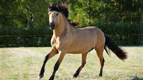 Paso Fino Horse Facts And Information - Breed Profile - AHF