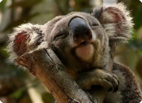 Happy Koala :) | Fluffy animals, Animals wild, Cute animals