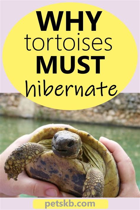 Do Tortoises Have to Hibernate? | Tortoise habitat, Tortoise food ...