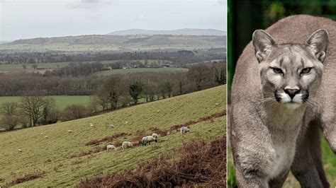 SIGHTING: 'Undoubtable' big cat spotted in Shropshire - Puma Watch