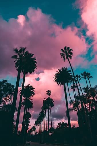 arecaceae, palm tree, plant, tree, silhouette, nature, sunset, girly, gradient, tropical ...