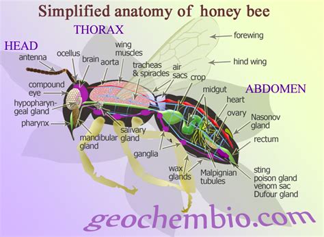 Anatomy of a Honey Bee